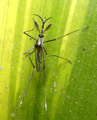 Toxorhynchites theobaldi