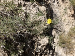 Oenothera gayleana