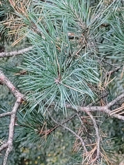 Pinus sylvestris