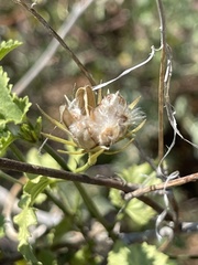 Hibiscus ribifolius