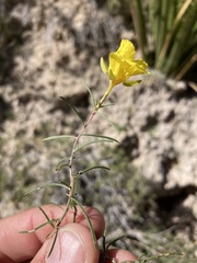 Oenothera gayleana