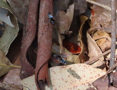 Eumerus argyrogaster