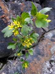 Ribes aureum