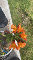Alstroemeria aurea