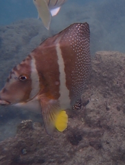 Acanthurus guttatus