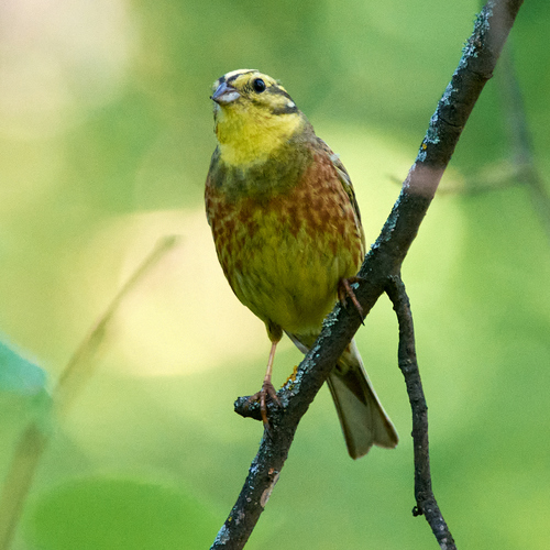 Escribano cerillo (Emberiza citrinella)