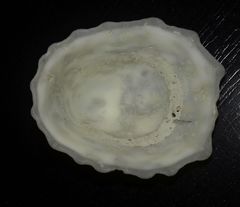 Niveotectura pallida