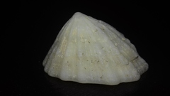 Niveotectura pallida