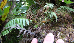 Notogrammitis heterophylla