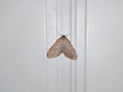 Operophtera fagata