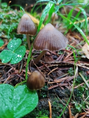 Mycena stipata
