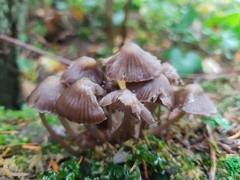 Mycena stipata