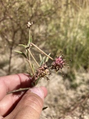 Abronia nealleyi