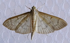 Patania silicalis