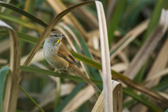 Limnoctites sulphuriferus