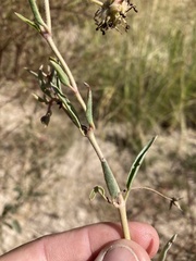 Abronia nealleyi