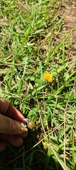 Taraxacum