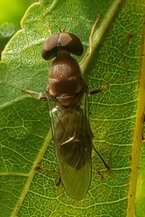 Cephalochrysa