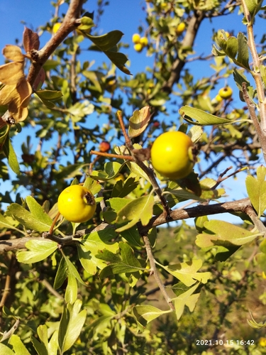 Crataegus azarolus var. aronia image