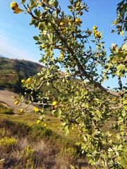 Crataegus azarolus var. aronia image