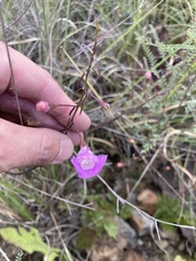 Agalinis peduncularis