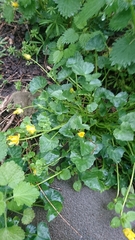 Ficaria verna