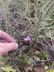 Agalinis peduncularis