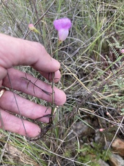 Agalinis peduncularis