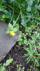 Ficaria verna