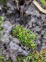 Physcomitrium immersum