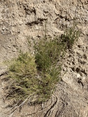 Muhlenbergia villiflora