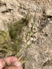 Muhlenbergia villiflora