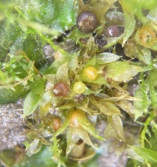 Physcomitrium immersum