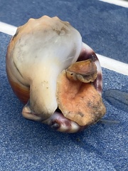 Semicassis zeylanica