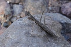 Yersiniops solitarius