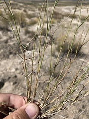 Bouteloua breviseta