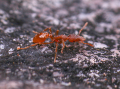 Strumigenys arizonica