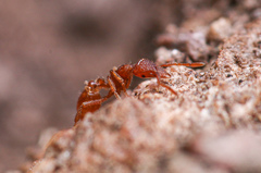 Strumigenys arizonica