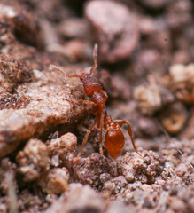 Strumigenys arizonica