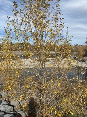 Populus balsamifera