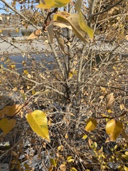 Populus balsamifera