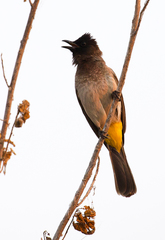 Pycnonotus barbatus tricolor