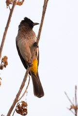 Pycnonotus barbatus tricolor