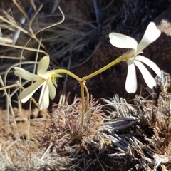 Pelargonium aridum