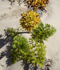 Anisotome lyallii