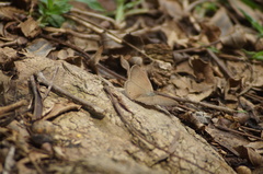 Cissia phronius