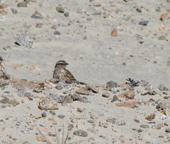 Anthus novaeseelandiae