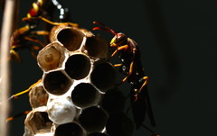 Polistes instabilis