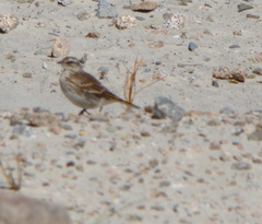 Anthus novaeseelandiae