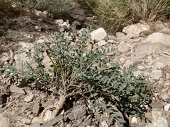 Astragalus gypsodes